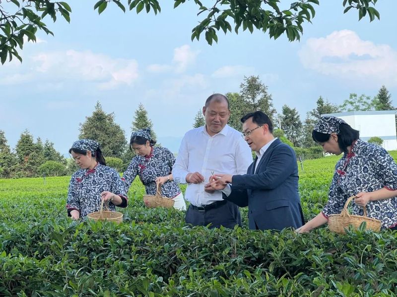 有关于一片小叶子撬动大产业，“潇湘”茶“走红”的背后逻辑的相关内容