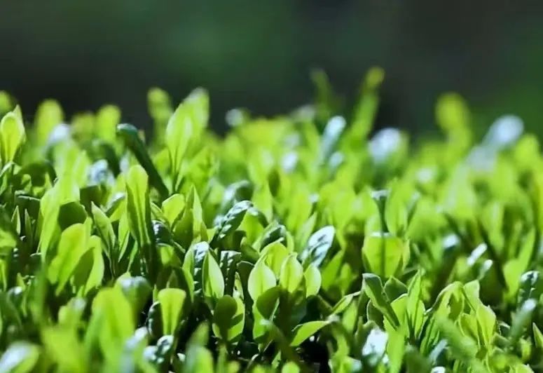 有关于一片小叶子撬动大产业，“潇湘”茶“走红”的背后逻辑的相关内容(5)