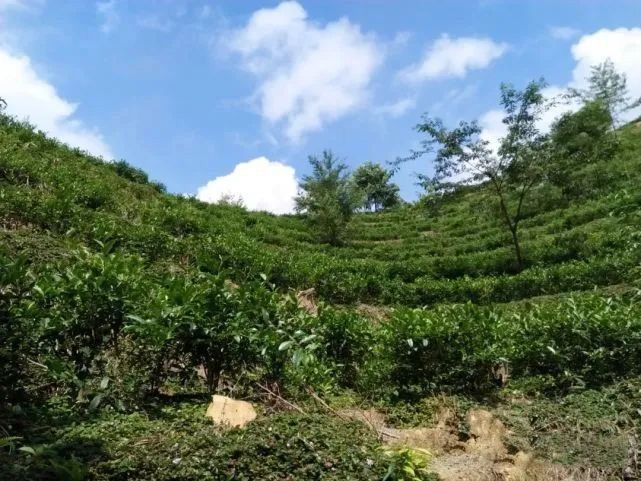 关于梧州：六堡茶公用品牌价值达32.34亿元的内容(1)