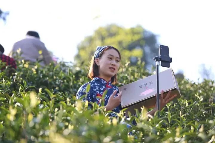 关于直播行业再“监管”，茶直播该何去何从？的消息(1)