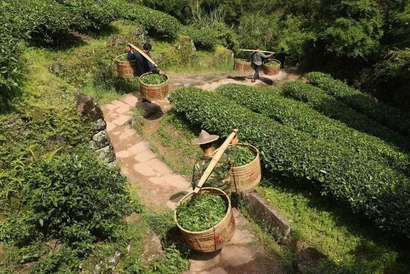 关于今天，武夷山又迎喜事！的消息(10)