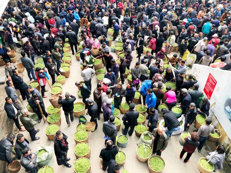 有关于一周速读：“茶饮经济”观察、普洱茶降尿酸成分、袋泡茶变“香”的相关信息(3)