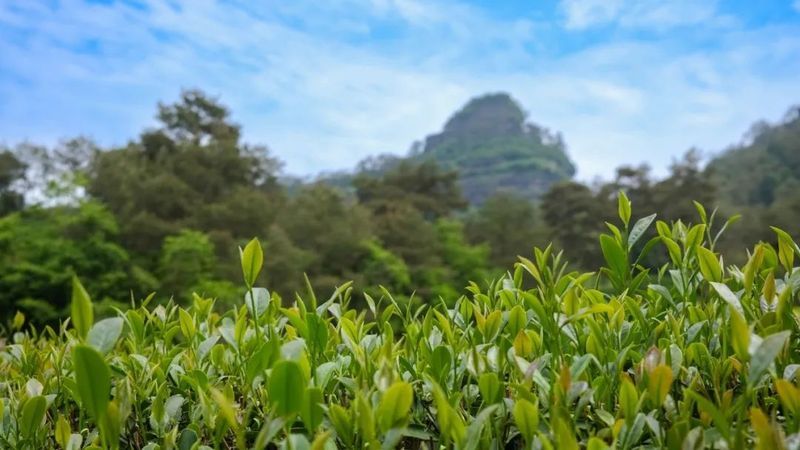 有关于一周速读：“茶饮经济”观察、普洱茶降尿酸成分、袋泡茶变“香”的相关信息(7)
