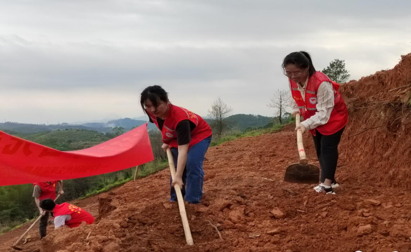 关于完成六堡茶种植2170亩，万秀区以茶为媒谱乡村振兴绿色发展新篇的最新消息