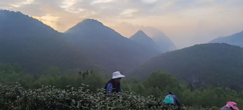 有关于求解疫情背后的苏茶困局的资讯(10)