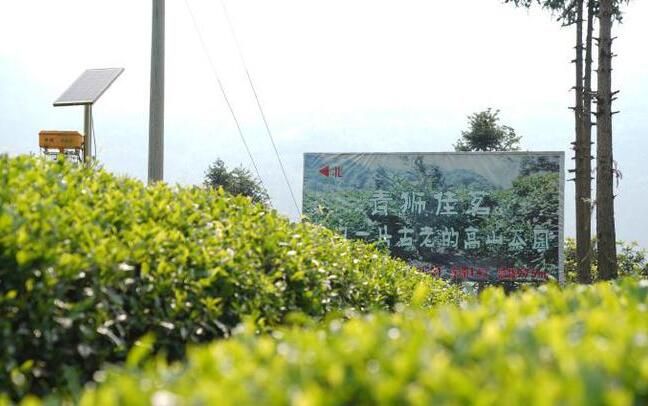 关于陕西春茶尝鲜季，来汉中镇巴县品高山云雾茶的相关信息(11)