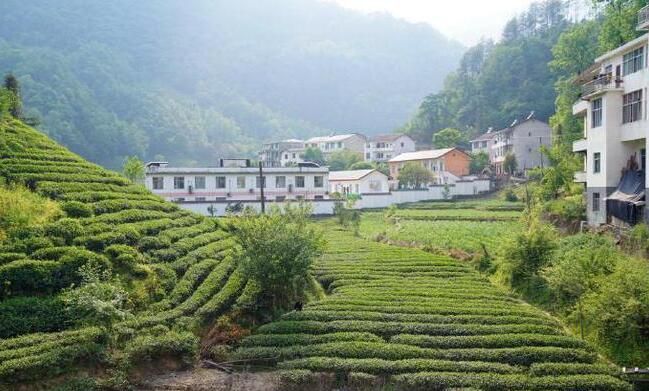 关于陕西春茶尝鲜季，来汉中镇巴县品高山云雾茶的相关信息(14)