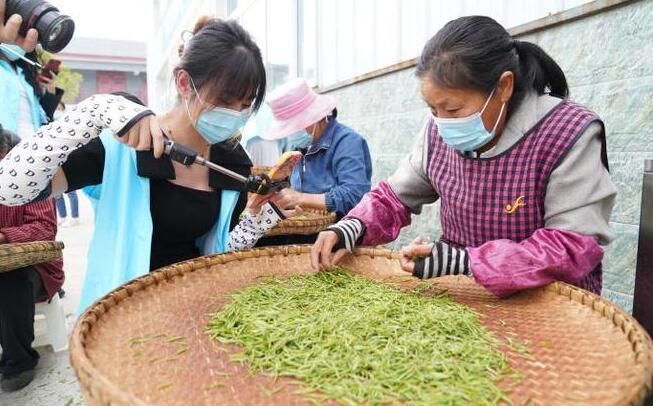 关于陕西春茶尝鲜季，来汉中镇巴县品高山云雾茶的相关信息(9)