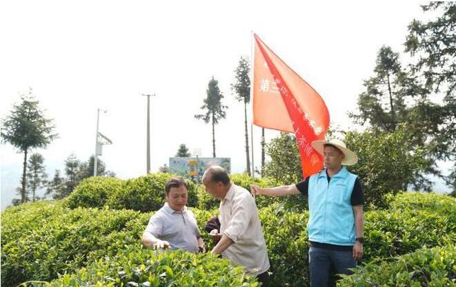 关于陕西春茶尝鲜季，来汉中镇巴县品高山云雾茶的相关信息(13)
