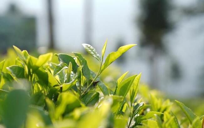 关于陕西春茶尝鲜季，来汉中镇巴县品高山云雾茶的相关信息(1)