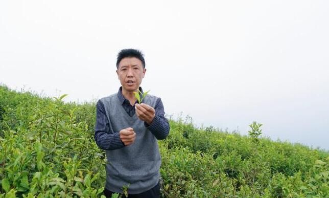 关于陕西春茶尝鲜季，来汉中镇巴县品高山云雾茶的相关信息(7)