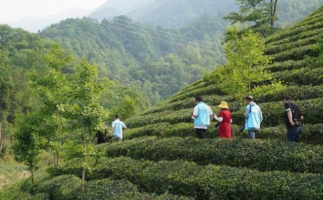 关于陕西春茶尝鲜季，来汉中镇巴县品高山云雾茶的相关信息