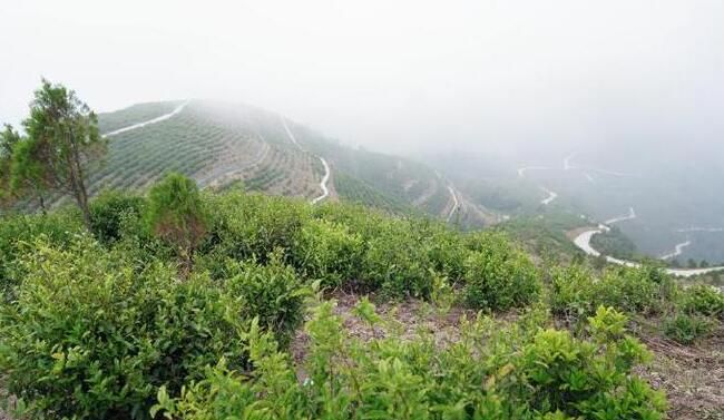 关于陕西春茶尝鲜季，来汉中镇巴县品高山云雾茶的相关信息(5)