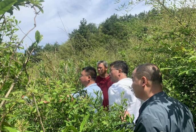 有关于邵东市审计局:推进茶园建设 助力乡村振兴的内容