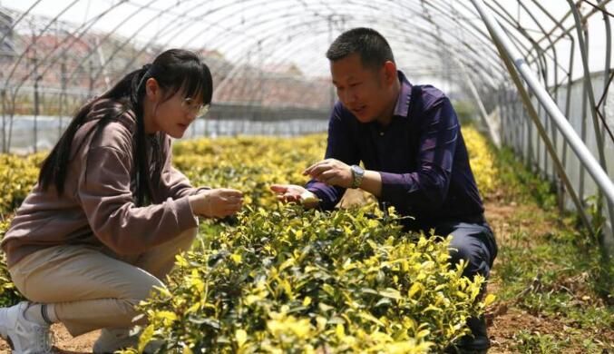 有关于日照市东港区：碧海茶乡念新经的新闻