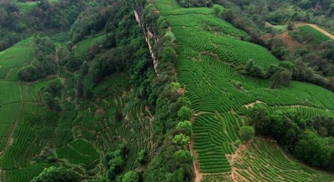 有关于在茶园遇见油菜大豆：“茶科技”融入武夷万重茶山的信息