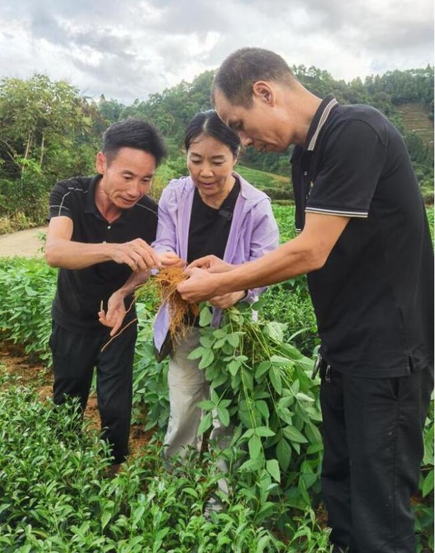 有关于在茶园遇见油菜大豆：“茶科技”融入武夷万重茶山的信息(1)