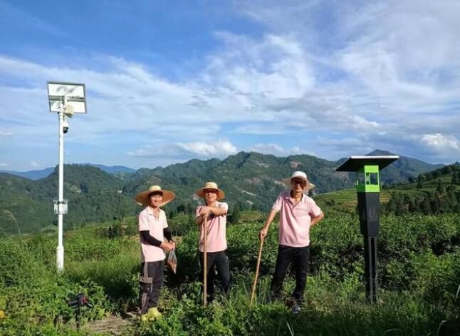 有关于在茶园遇见油菜大豆：“茶科技”融入武夷万重茶山的信息(2)