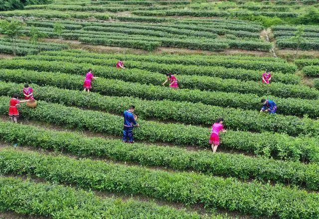 有关于长阳＂城五河竹沥茶＂发掘整理与品质评价研讨会在中国茶科所召开的资讯(3)