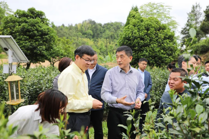 有关于岳西:加强茶产业产学研合作 促进茶产业高质量发展的新闻
