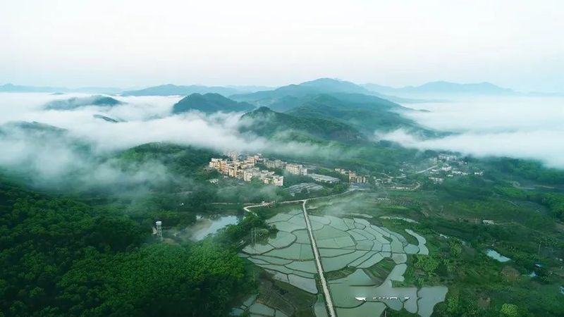 有关于海南省：当绿茶与旅游擦出火花 茶旅融合激发消费新活力的资讯