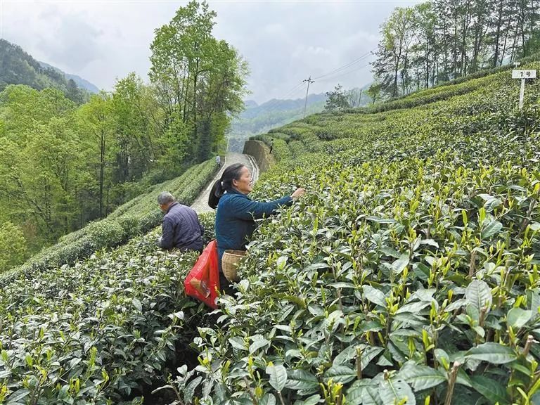 有关于让陕茶有颗“年轻的心”——省政协委员为陕茶高质量发展建言的最新消息