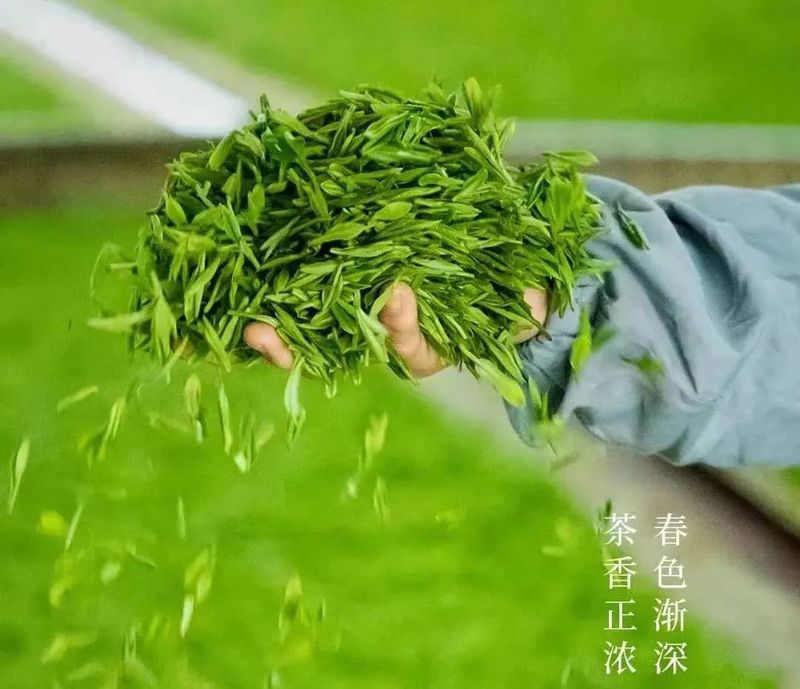 有关于中国茶产业杭州指数 ，茶青交易指数的新闻
