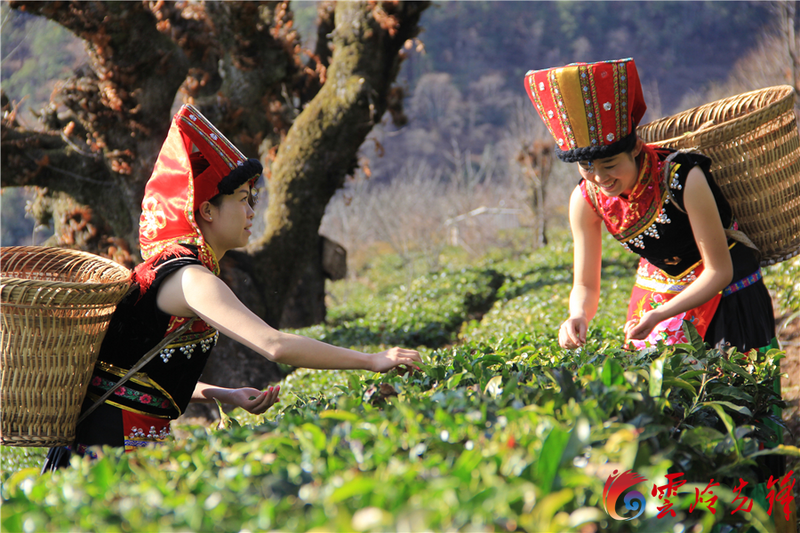 关于​“云茶”产业如何实现提质增效？专家解答→的新闻(1)