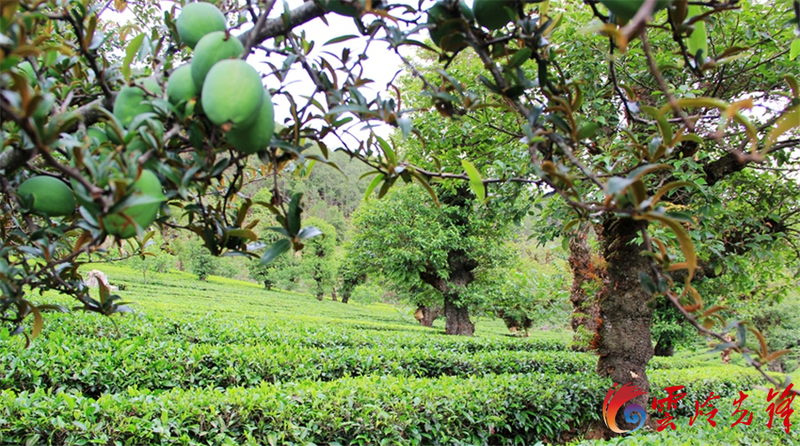 关于​“云茶”产业如何实现提质增效？专家解答→的新闻