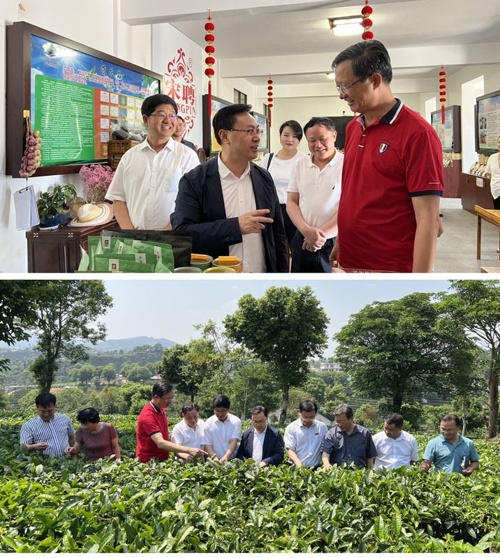 有关于刘仲华院士一行赴云南普洱调研的信息(3)