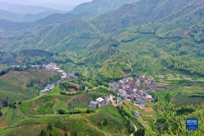 关于福建武夷山:高山茶农生态致富的最新消息(4)