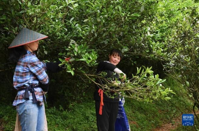 关于福建武夷山:高山茶农生态致富的最新消息(7)
