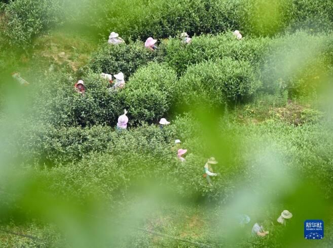 关于福建武夷山:高山茶农生态致富的最新消息(6)