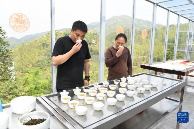 关于福建武夷山:高山茶农生态致富的最新消息(2)