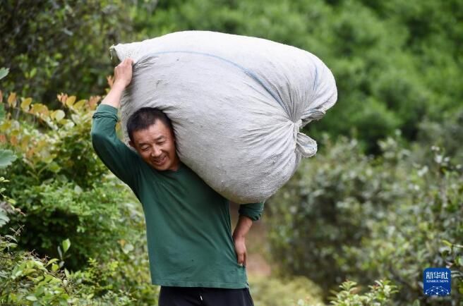 关于福建武夷山:高山茶农生态致富的最新消息(5)