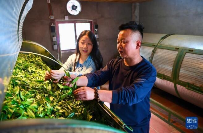 关于福建武夷山:高山茶农生态致富的最新消息
