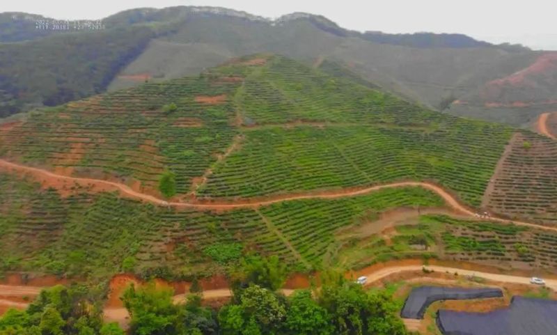 关于长洲区:乡村科技特派员助力茶产业发展的消息(1)