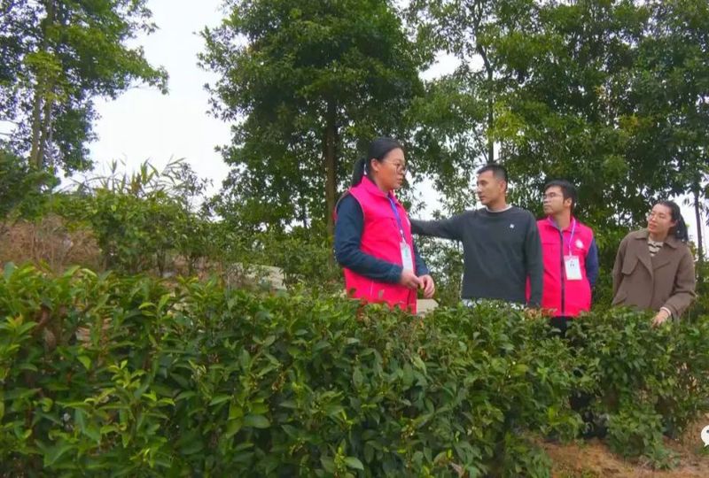 关于长洲区:乡村科技特派员助力茶产业发展的消息(5)