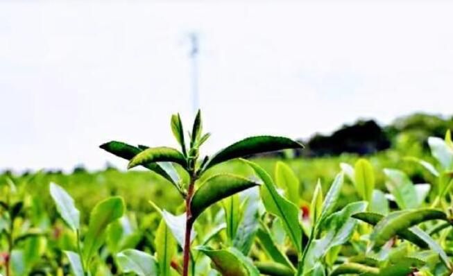 关于云赏衡南宝盖有机茶园：采青茶品茶香的相关信息(2)