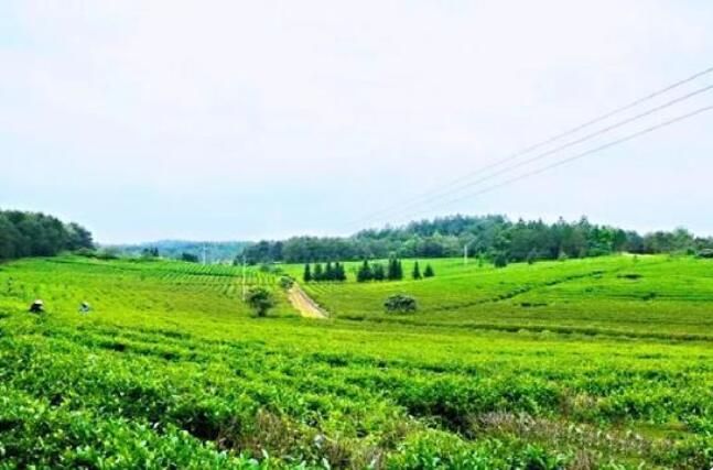 关于云赏衡南宝盖有机茶园：采青茶品茶香的相关信息