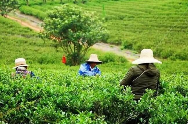 关于云赏衡南宝盖有机茶园：采青茶品茶香的相关信息(3)