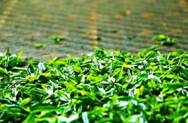 关于云赏衡南宝盖有机茶园：采青茶品茶香的相关信息(4)