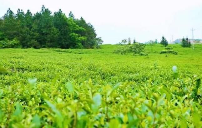 关于云赏衡南宝盖有机茶园：采青茶品茶香的相关信息(1)