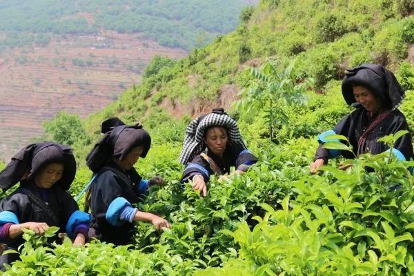 有关于彝族支系俐侎人“祭茶祖”的最新消息