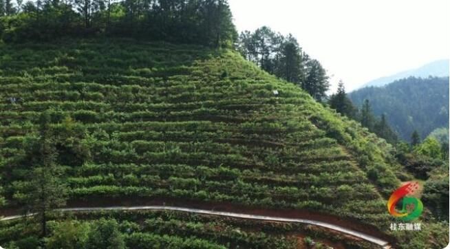 关于郴州桂东:一叶春茶绿 一业乡村兴的内容(7)