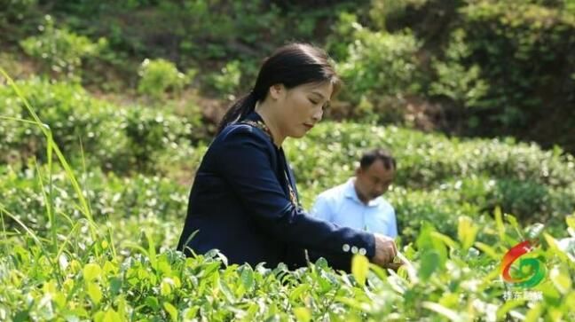 关于郴州桂东:一叶春茶绿 一业乡村兴的内容(4)