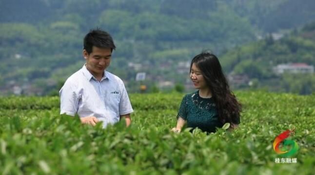 关于郴州桂东:一叶春茶绿 一业乡村兴的内容(1)