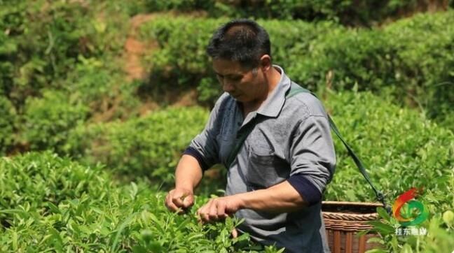 关于郴州桂东:一叶春茶绿 一业乡村兴的内容(2)