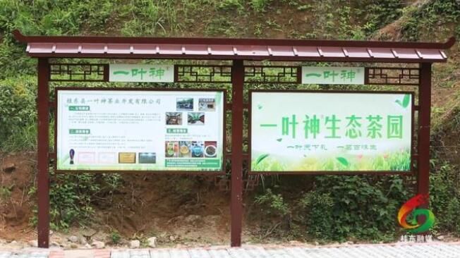 关于郴州桂东:一叶春茶绿 一业乡村兴的内容(3)