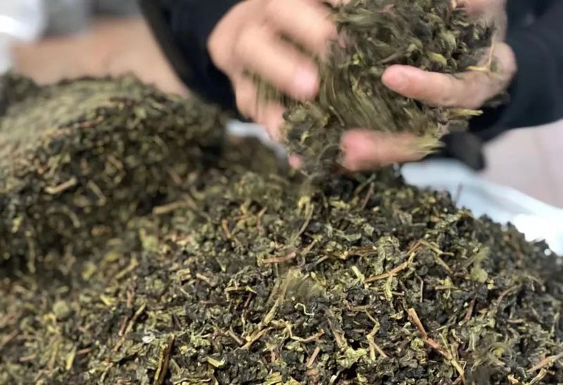 关于春茶毛茶均价预计比去年增长8%的内容